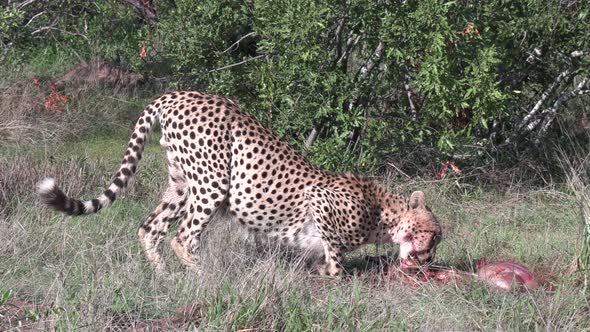 Close view of lone cheetah feeding on kill on grass on windy day alt