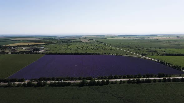 Top View of a Lavender Field Surrounded By Green Crops alt