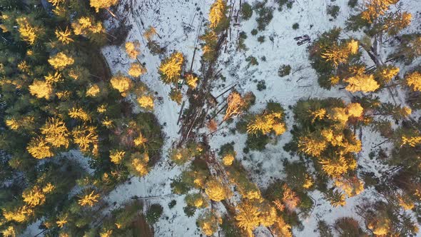 Flight Over Alpine Forest Durring Sunset Among Rural Path alt
