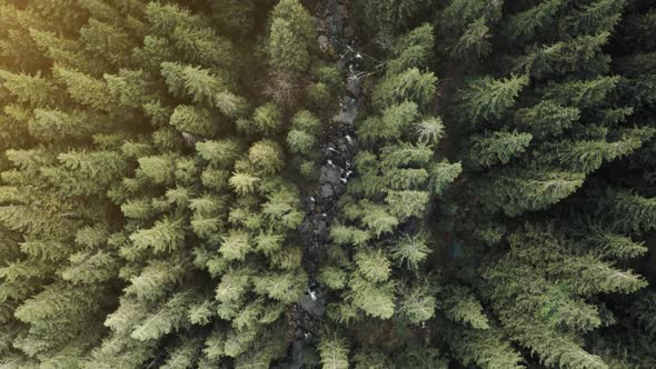 Aerial Top Down View of Gravel Road in Pine Forest at Autumn Sunny Day alt