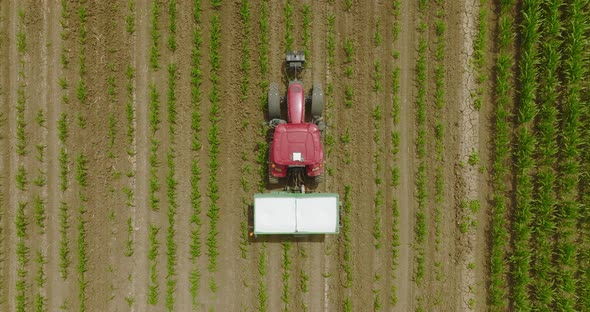 Tractor spreading fertilizer over young corn crops alt