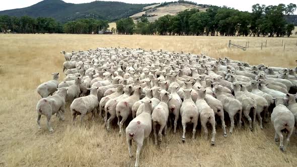 Flock of sheep tasting freedom, under the watch of a shepherd and herding dogs on vast acres of crop alt
