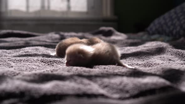 Breastfeeding Kittens alt