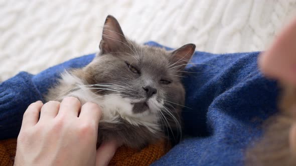 A Cute Fluffy Cat Lies in the Arms of His Beloved Owner alt