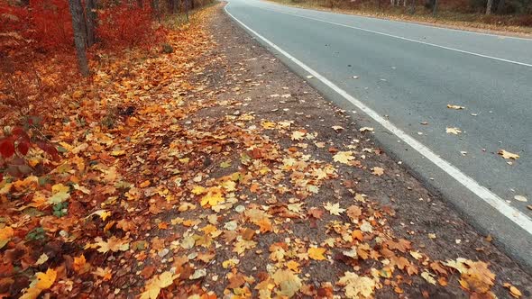Camera Movement on a Highway in the Autumn Forest
