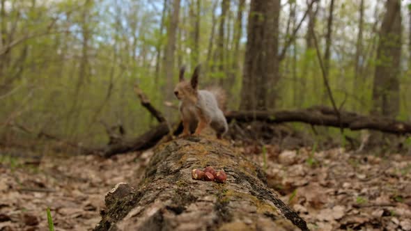 Hungry Fluffy Squirrel Found Bunch of Ripe Nuts on Log in Forest and Eats Them alt