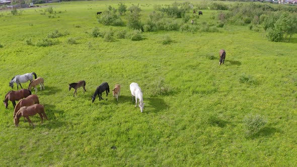 A Herd of Horses Graze in a Green Meadow Along the River