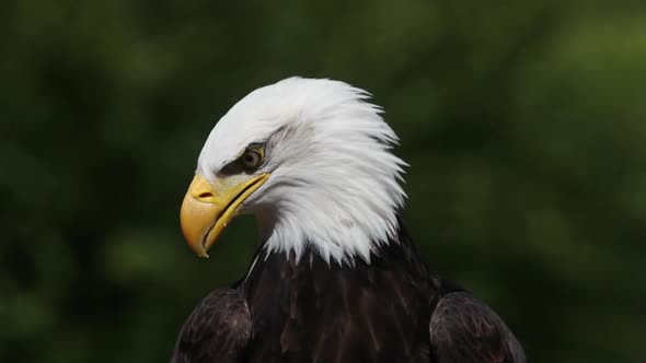 750083 Bald Eagle, haliaeetus leucocephalus, Portrait of Adult looking around, Real Time alt