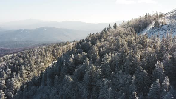 Winter Forest Nature Snow and Frost Covered Conifers Alpine Landscape alt