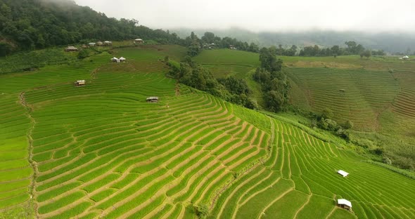 Rice field terrace on mountain agriculture land. alt