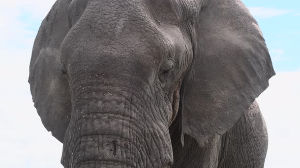 African Elephant (Loxodonta africana)  big bull head close-up, with many flies around, tilt shot alt
