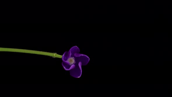 Timelapse of Growing Vinca Minor or Periwinkle
