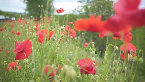 Wild Growing Poppies Flowers 10 alt