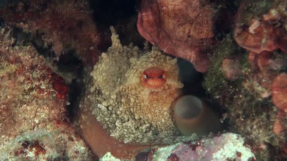 Close up shot of an Reef Octopus showing it's eye filmed on a coral reef alt