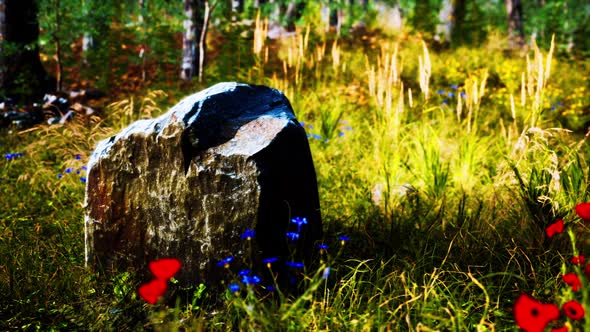Grass Field and Forest Trees alt
