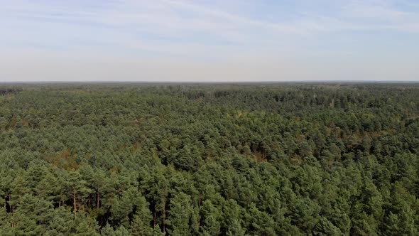 Aerial Drone Shot of Forest