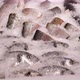 Closeup of Peeled Fresh Fish in Ice on a Shelf in a Supermarket - VideoHive Item for Sale