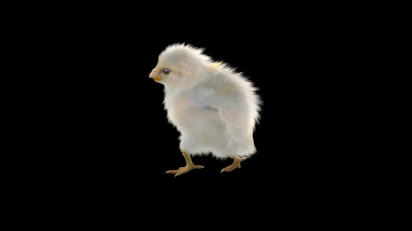 15 Baby Chicks Dancing 4K alt