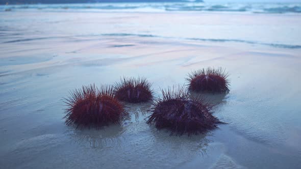 Red Sea Urchins Crawling On Patong Beach. Phuket In Twilight. alt