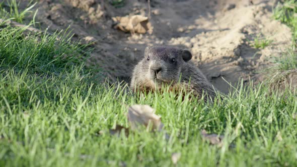 UHD A groundhog looks at the camera and then ducks back into its tunnel alt