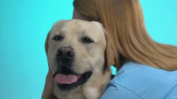 Young Female Hugging Labrador Looking at Camera, Pet Love, Animal Care, Closeup alt