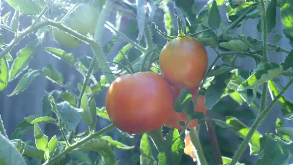 Fresh Red Ripe Tomatoes Grown on Vine in Garden