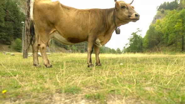 A Happy Cow Eats Grass In The Mountains 4K