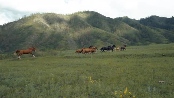 Herd of Wild Horses Running at Gallop in Wild Through in Mountain Landscape