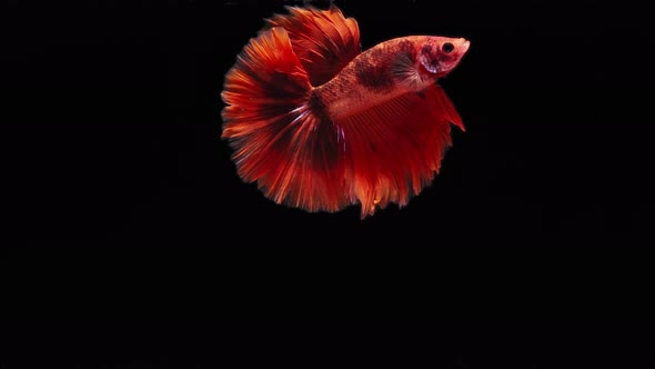 red color Siamese fighting fish alt