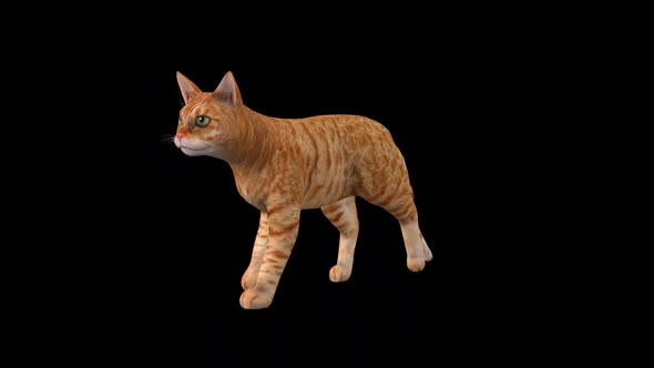 Cat Yellow Walk Front Side alt