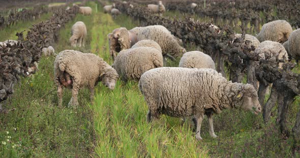 Domestic sheeps ( merinos d Arles), grazing in the vineyards, Occitanie, France alt