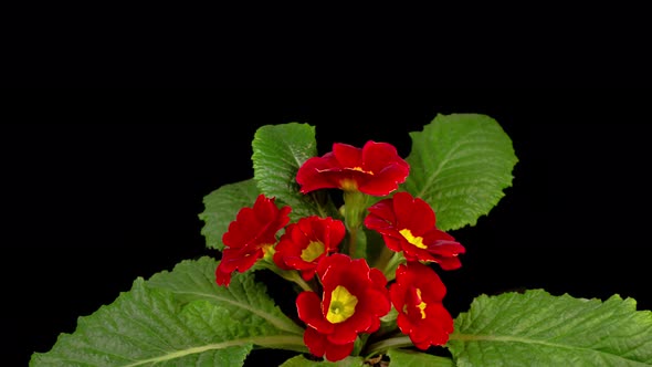Timelapse of Red Primula ( Primrose ) Flower Blooming alt