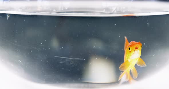 Goldfish swimming in fish tank alt
