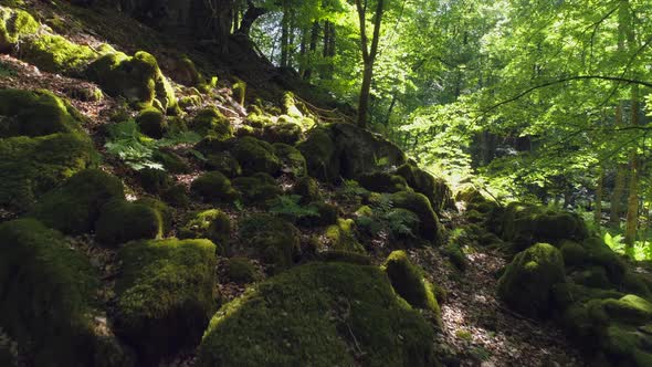 Flying Over Mossy Rocks in Deciduous Forest