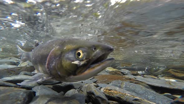 Salmon Spawing Close Up