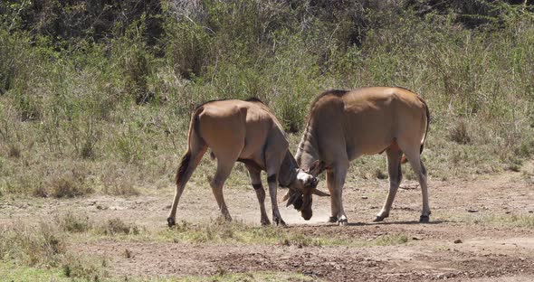 Cape Eland, taurotragus oryx, Males Fighting, Nairobi Park in Kenya, Masai Mara Park in Kenya alt