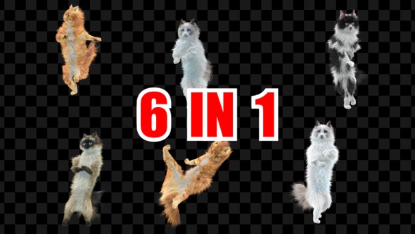 Cat Dancing 6 Pack alt