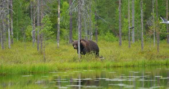 Big Adult Brown Bear Walking Free in Beautiful Nature