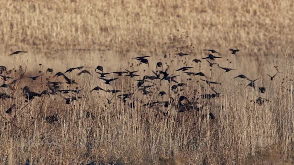 Blackbirds continuously moving through field in flock through the grass alt