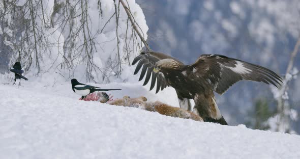 Aggressive Golden Eagle Scaring Away Crows and Magpies From Prey at Mountain in the Winter