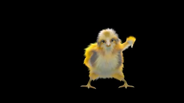 28 Baby Chicks Dancing HD alt