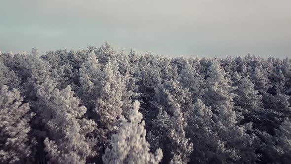 Flying over pine trees covered in silver frost