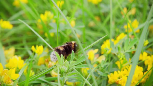 Bumblebee collects nectar from a flower and takes off, slow motion 250p alt