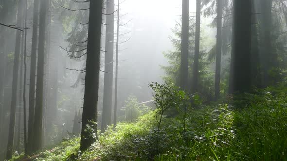 The Sun's Rays Shine Through the Fog in a Mountain Forest