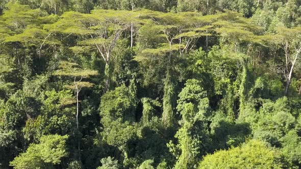 Natural forest canopy, aerial view
