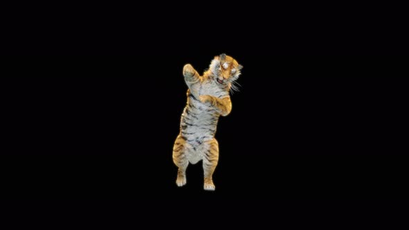 70 Tiger Dancing 4K alt