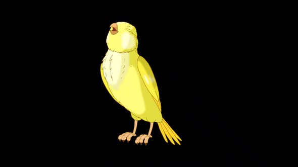 Yellow canary sings alpha matte HD