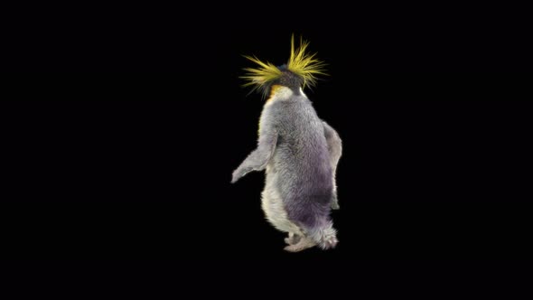 80 Penguin Dancing 4K alt