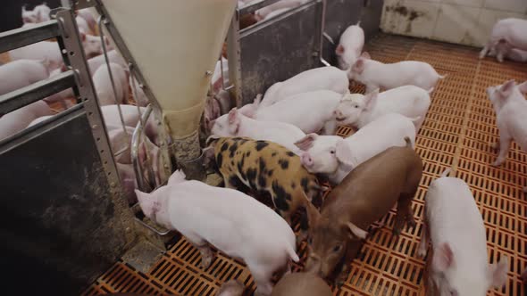 Lot cute little piglets in pen on farm are grunting, running and eating food, top view. alt