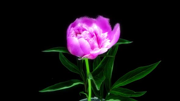 Futuristic Scene with Pink Peony Blossom Time Lapse on Black Background alt